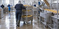 Wielen voor aardappel- en zetmeelverwerking