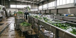 Wielen voor groente- en fruitverwerking